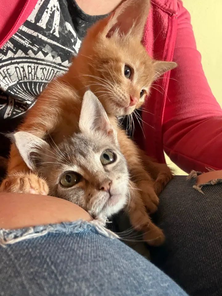 Fundación De Gatitos tweet media