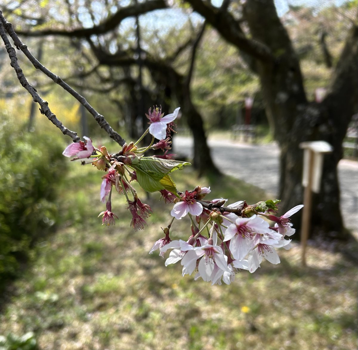 dakeonsen_s's tweet photo. 撮影日：2026年4月20日(月)
開花状況：散り始め

枝先には若葉が顔を出し始めました。淡いピンクと若葉のグリーンが混ざる季節の移ろいを感じられる景色です。

＃二本松の桜
＃岳温泉の桜
＃岳温泉桜坂 https://t.co/OLdPPea2j5