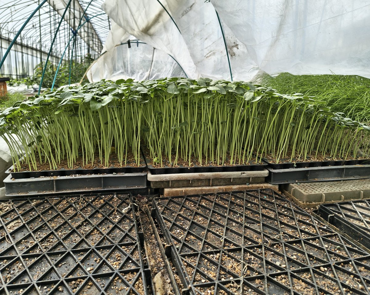 とよしまかず人＠圕の中下農 tweet media