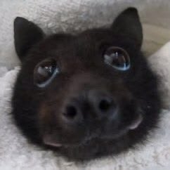 𓂃 ࣪˖ ִֶ Nosferatu tweet media