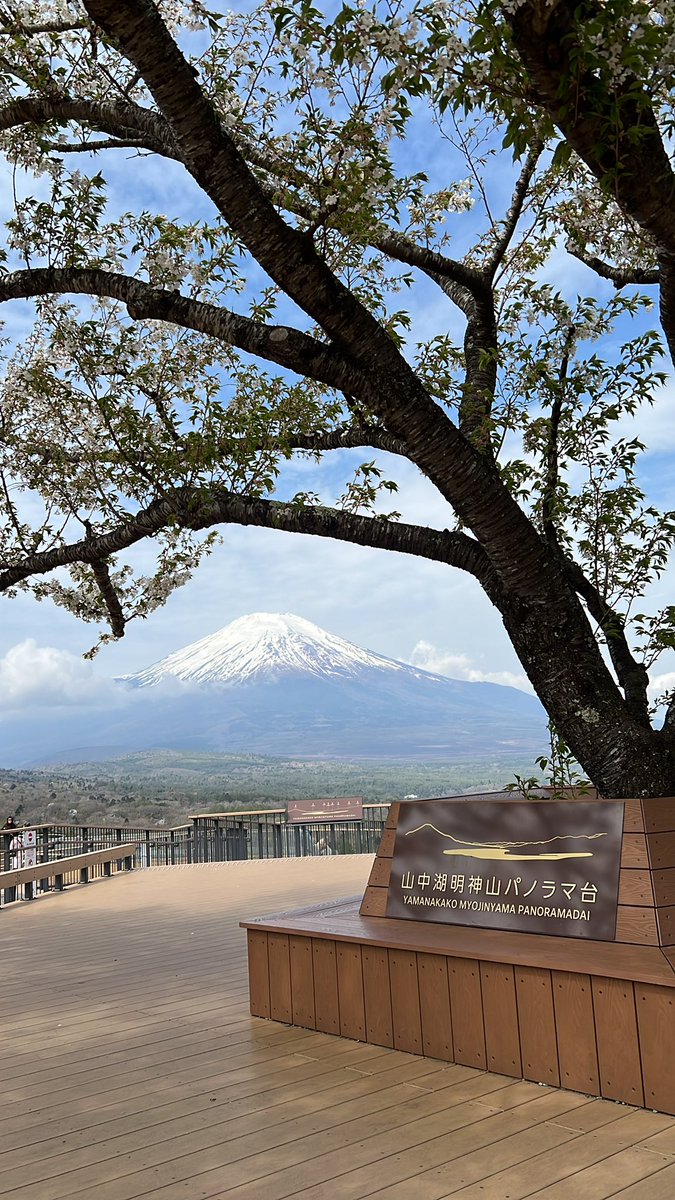 tukijiSP's tweet photo. まだ桜🌸が見られるにゃぁ〜 https://t.co/QqL8UuUFka