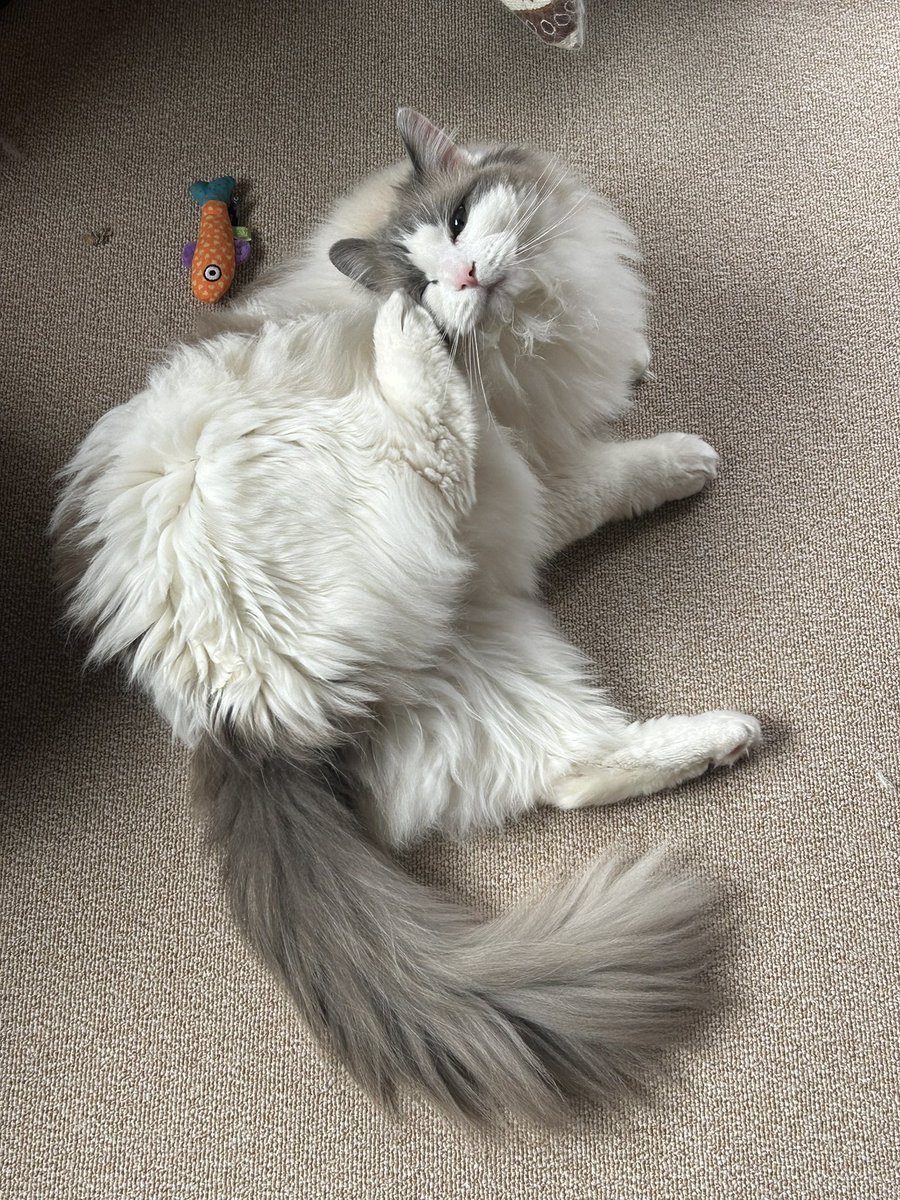 猫狂い人 tweet media