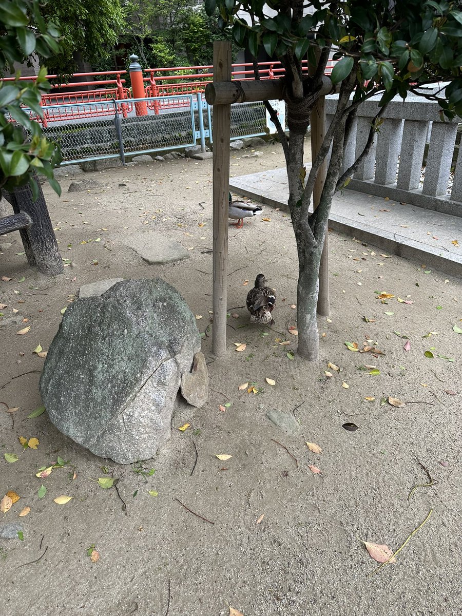 PenPonPan0802's tweet photo. ⭐️お願い⭐️福岡子の住吉神社前の禊の池にカモが大怪我をしております。地元ではなく観光できたので助けてあげることができません。福岡の方何卒カモさんを保護していただけないでしょうか？よろしくお願いします🙇‍♀️
現在4/20 朝9時現在です。
#鳥　#保護鳥　#レスキュー https://t.co/uZFmEpN1In
