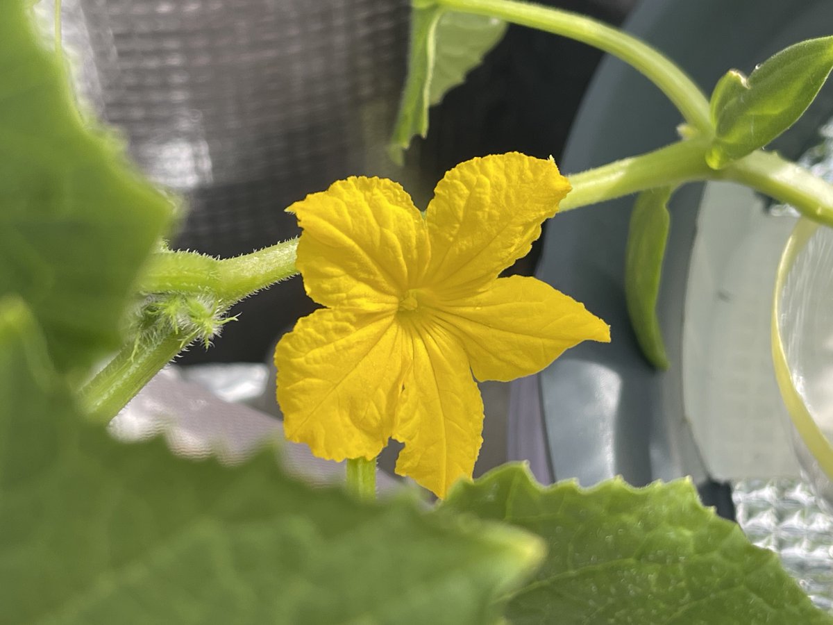 まだ温室育ちの箱入り娘？のきゅうりで背丈も小さいんだけど花咲いたよ？？？はやない？？、？？？