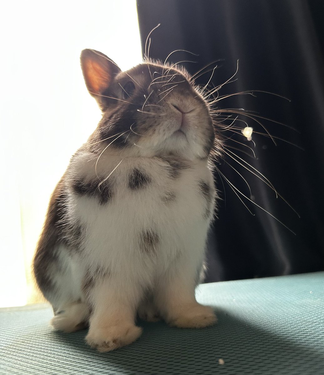 チビうさぎのぶん tweet media