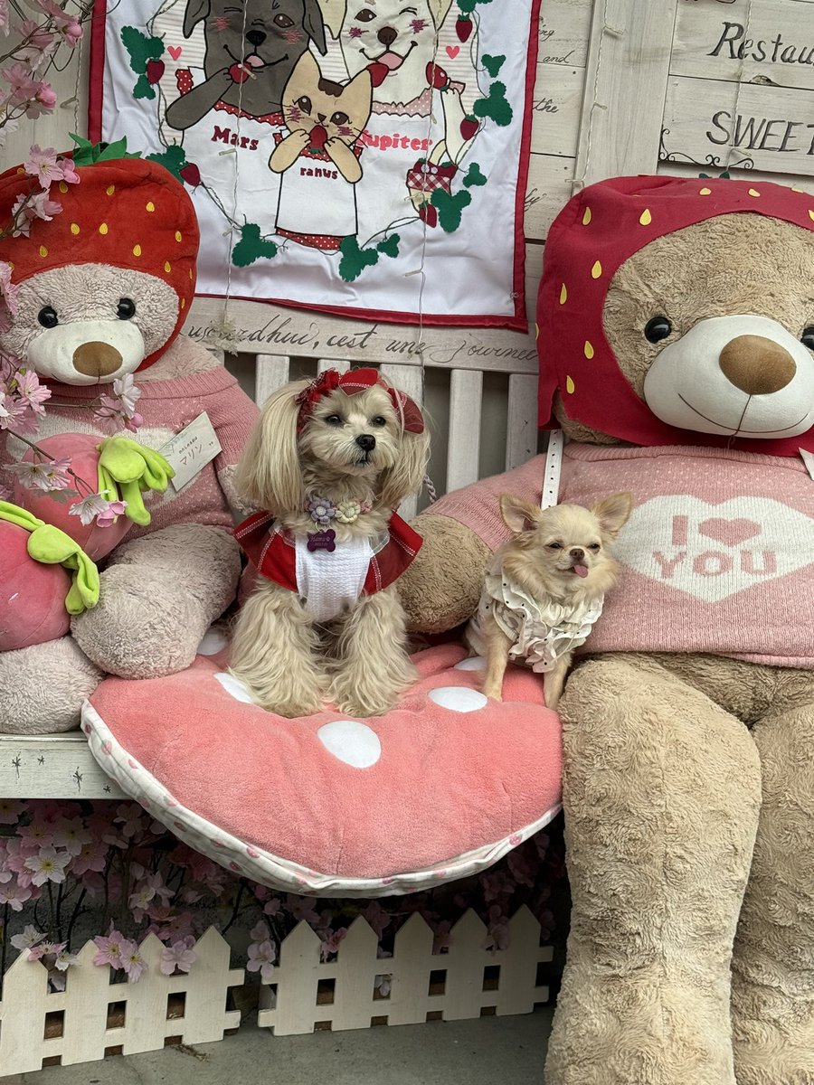 カフェレストマーズ［公式］ tweet media