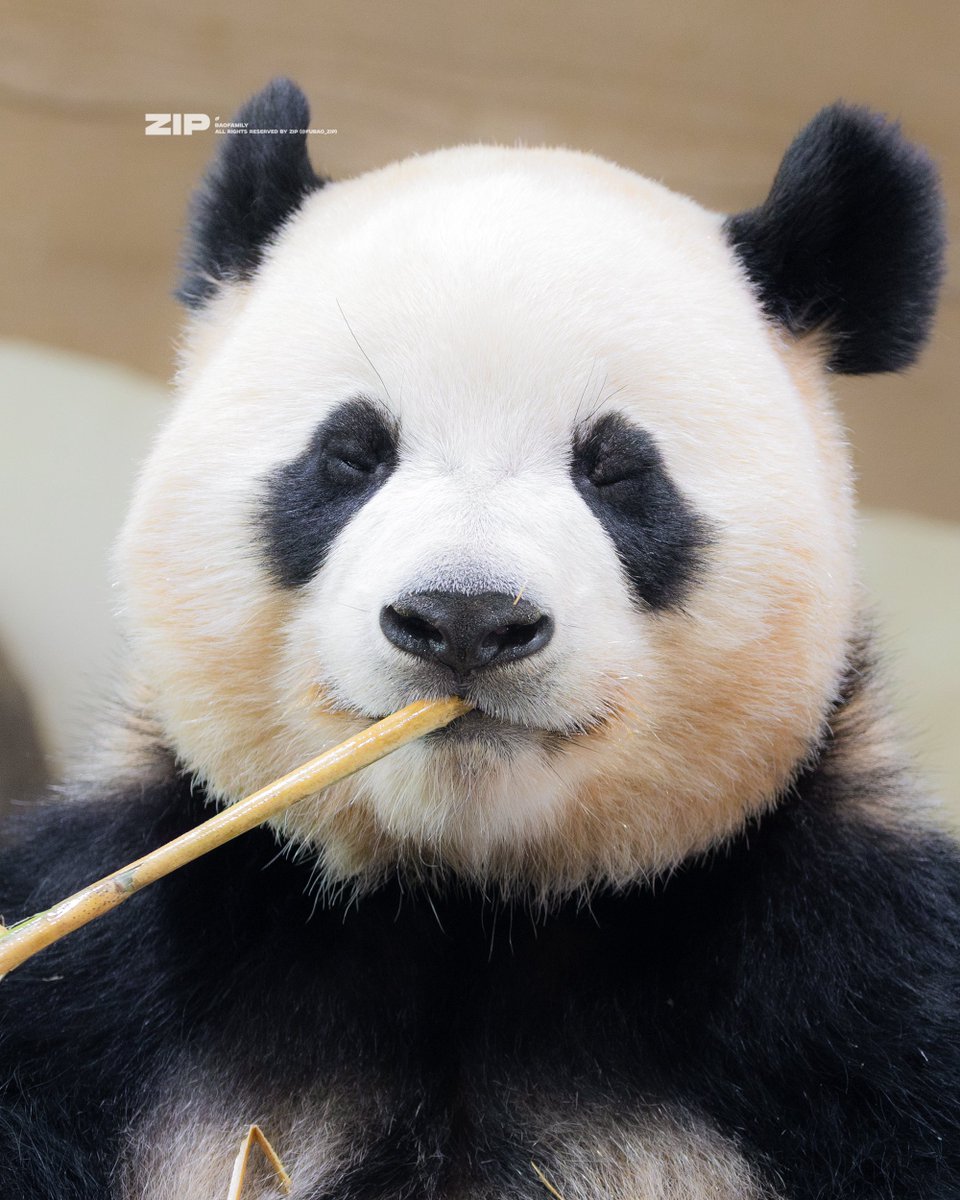 푸바오.zip tweet media