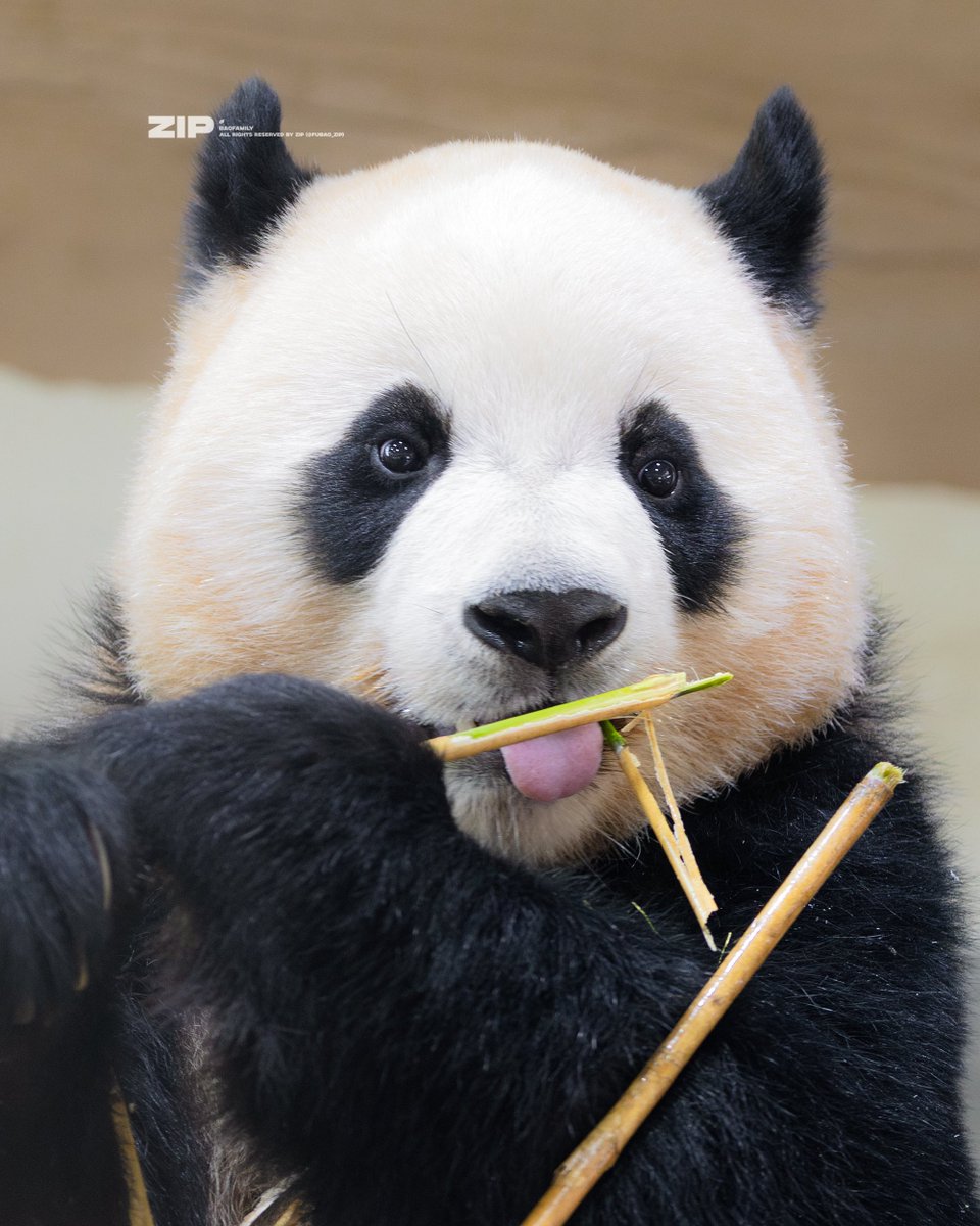 푸바오.zip tweet media