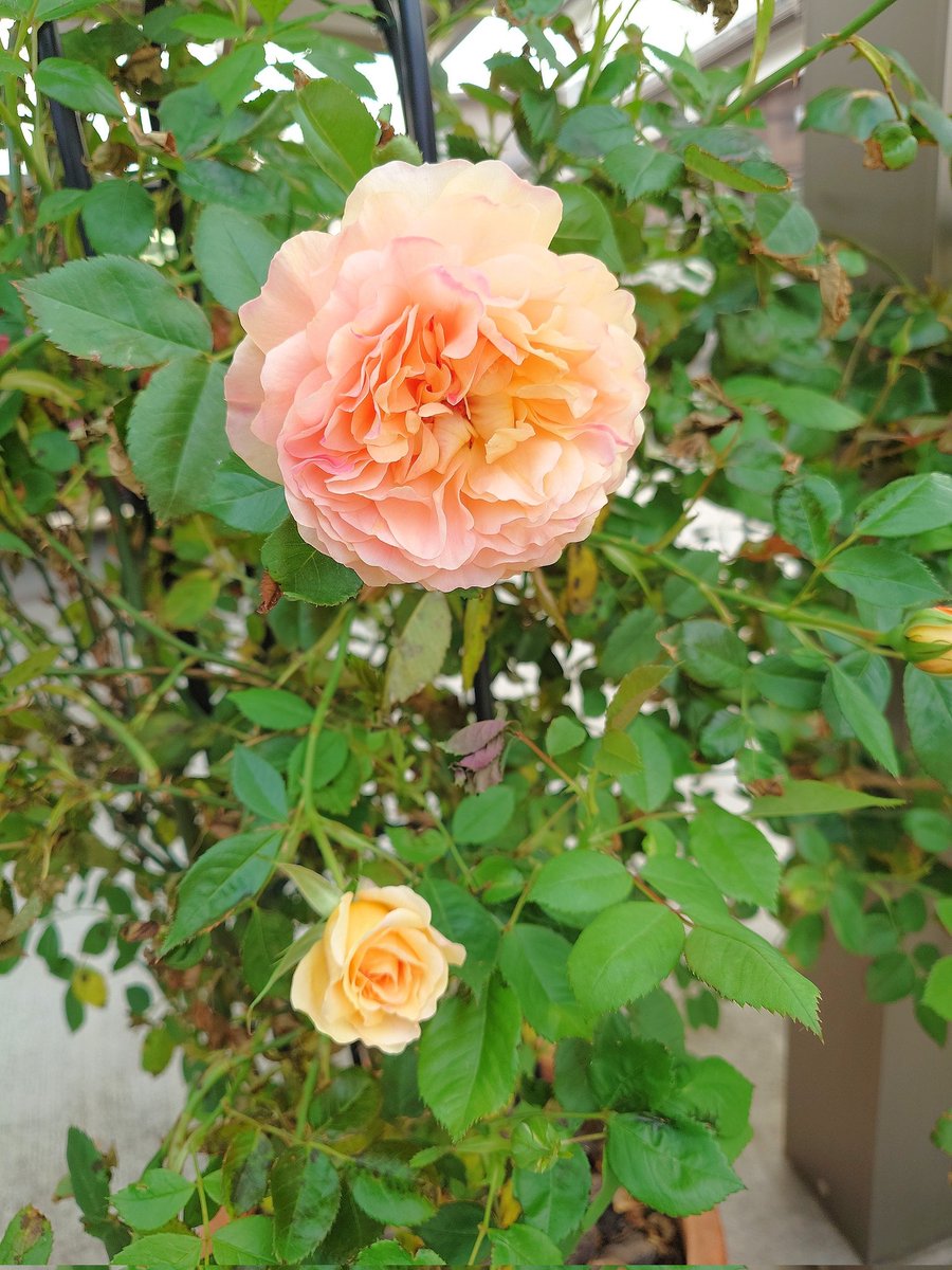 ㌍ おんたん tweet media