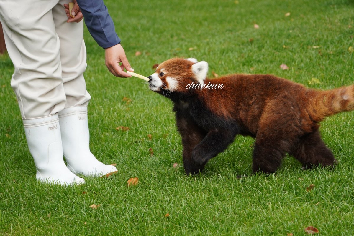 チャンクン tweet media