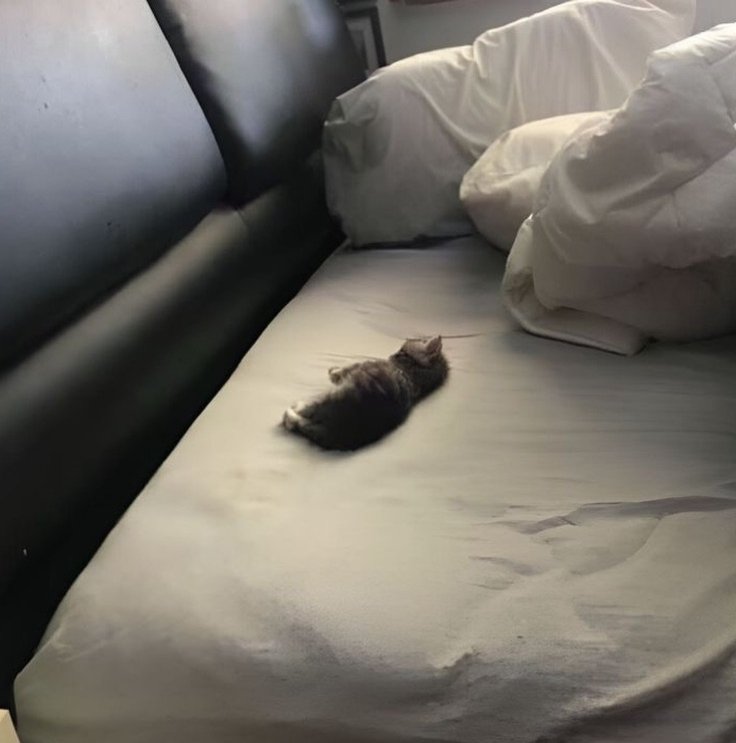 Daily Cat Posts tweet media