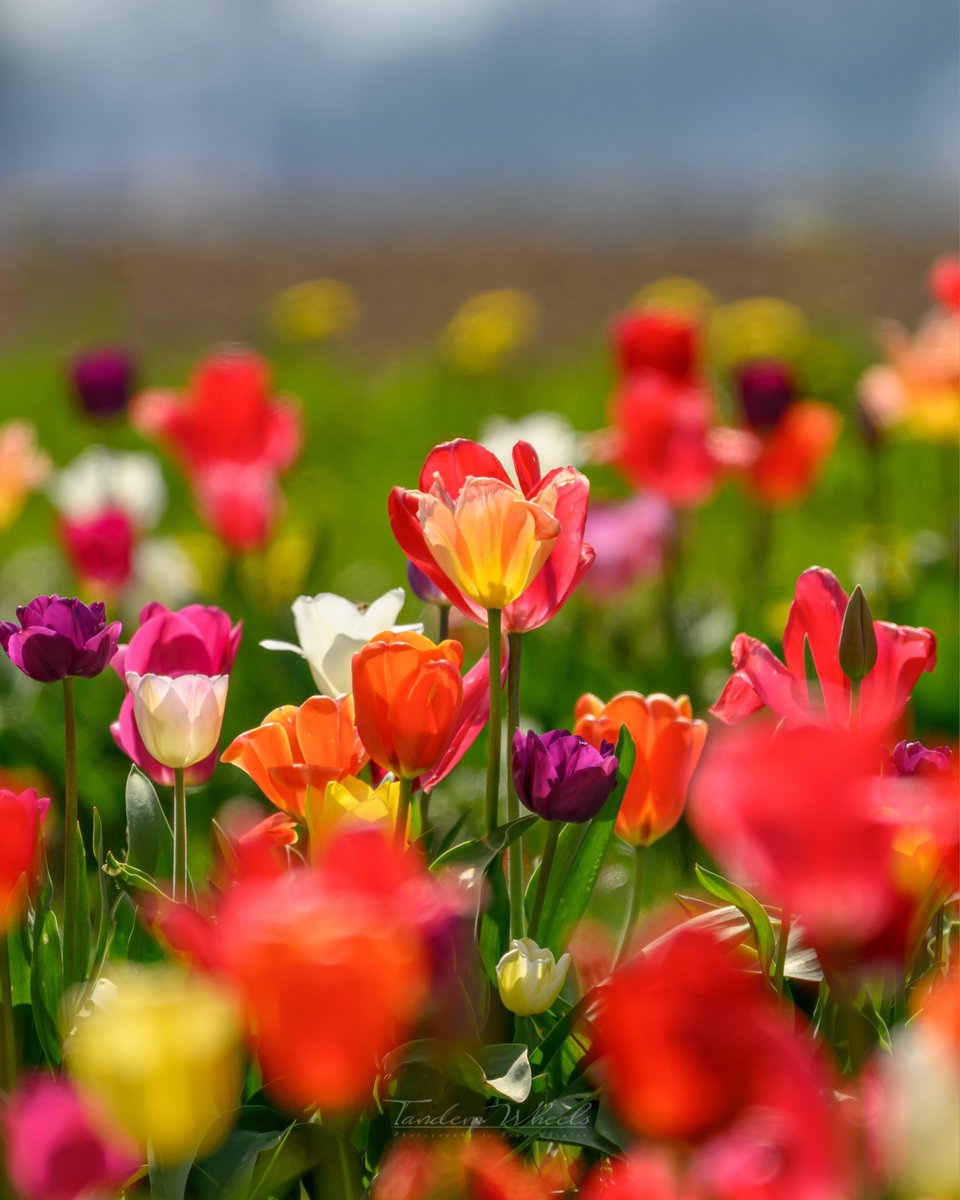 wheeler244's tweet image. Colorful views - 🌷
The early tulips are fading, but the mid and late ones are still going strong. It was a stunning warm day in the valley, filled with vibrant colors looking across the rows. #wawx #pnw #nature