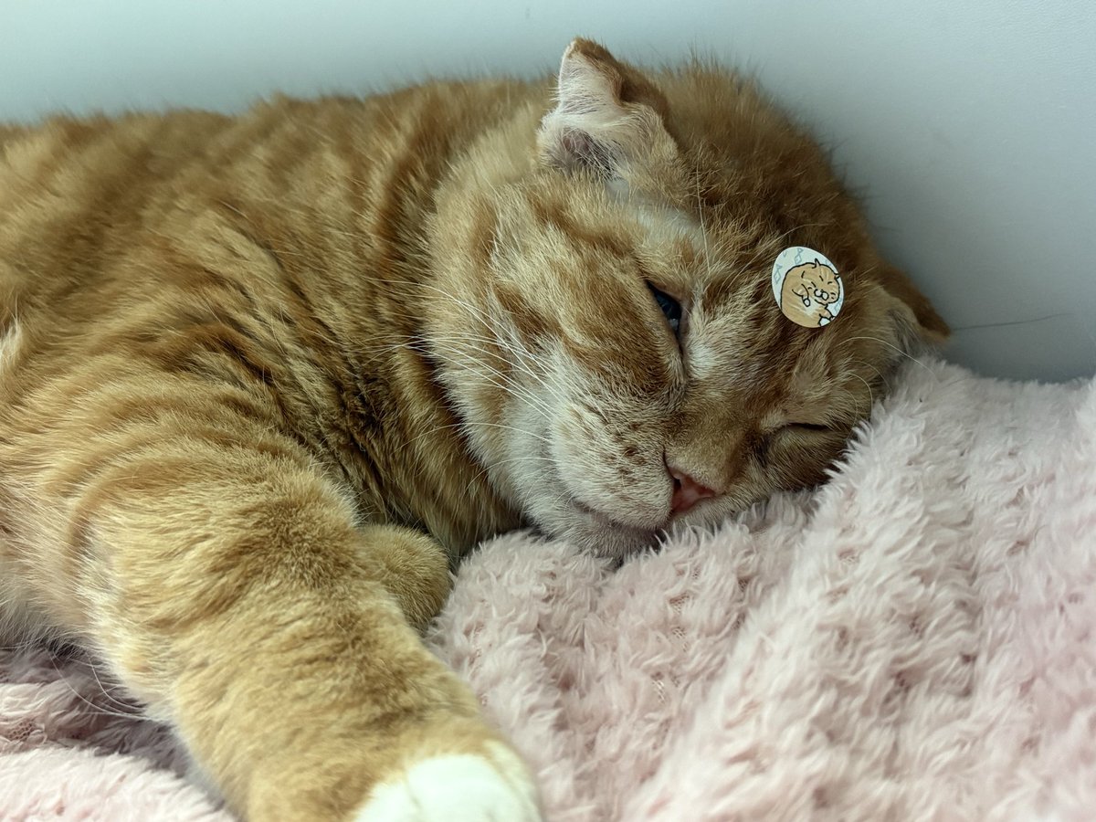 김냄비 tweet media