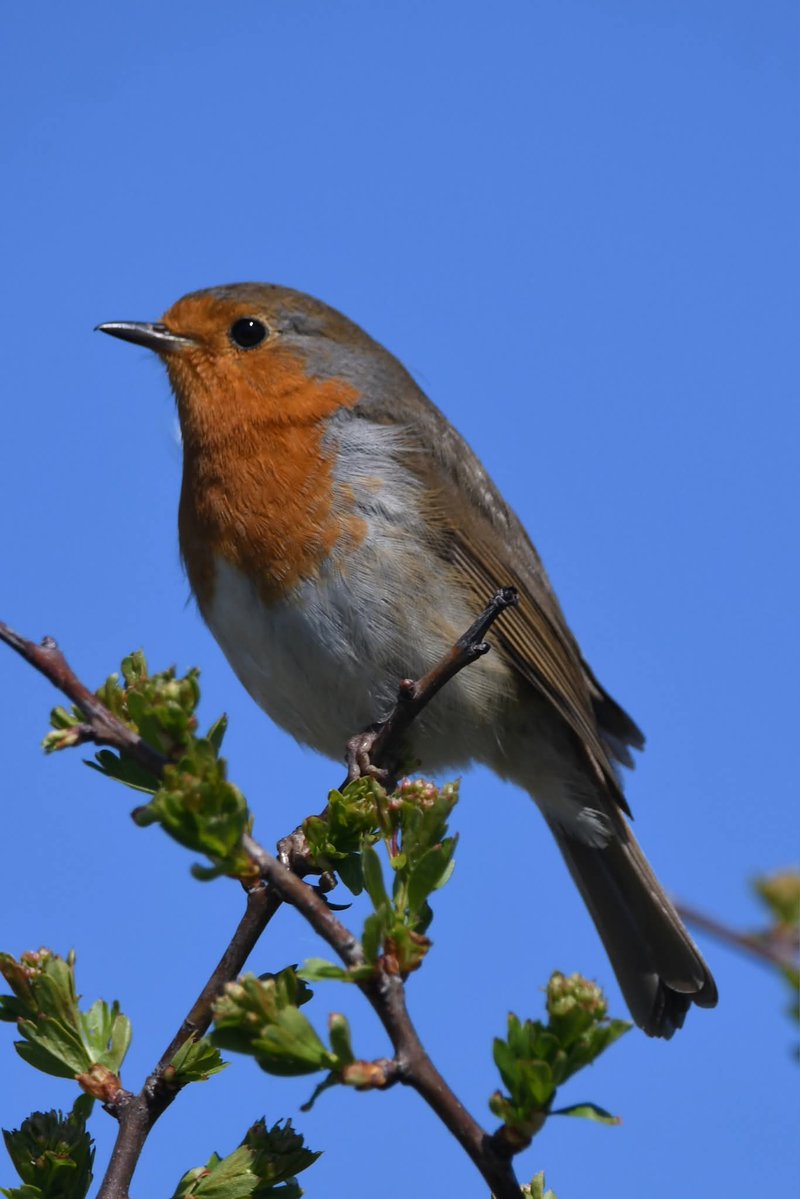 nealesmithworld's tweet image. Robin 
Bude Cornwall 〓〓
#Bude #Cornwall 
#Robin