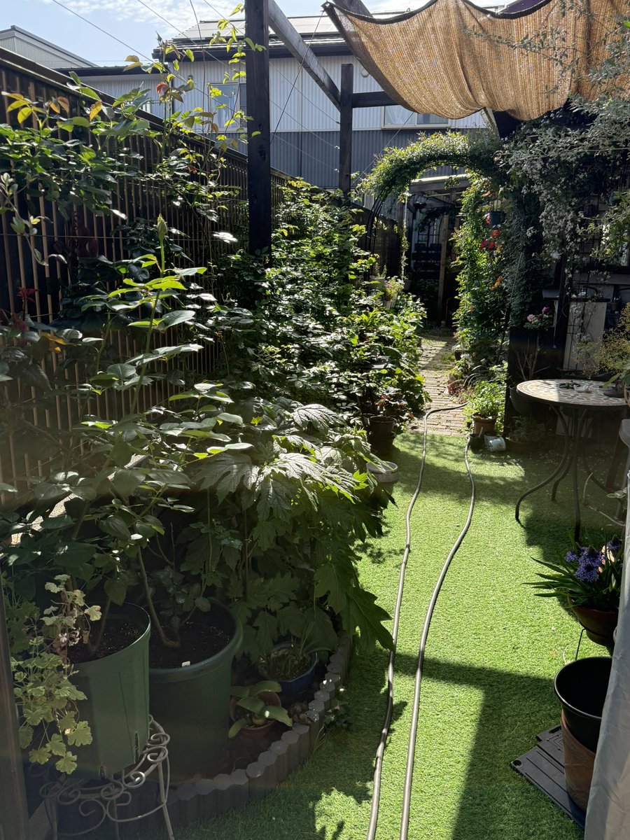 parkocas's tweet image. 超久し振りの投稿w
4年目の庭は益々充実、バラの季節がやってきました！
まだ咲き始めで、ピークはゴールデンウィーク辺りかなぁ
暫くバラ通信続けます🌹

#今日のお花
#バラ
#DIY 
#パー子ガーデン
#ガーデニング
#ＴＬを花でいっぱいにしよう