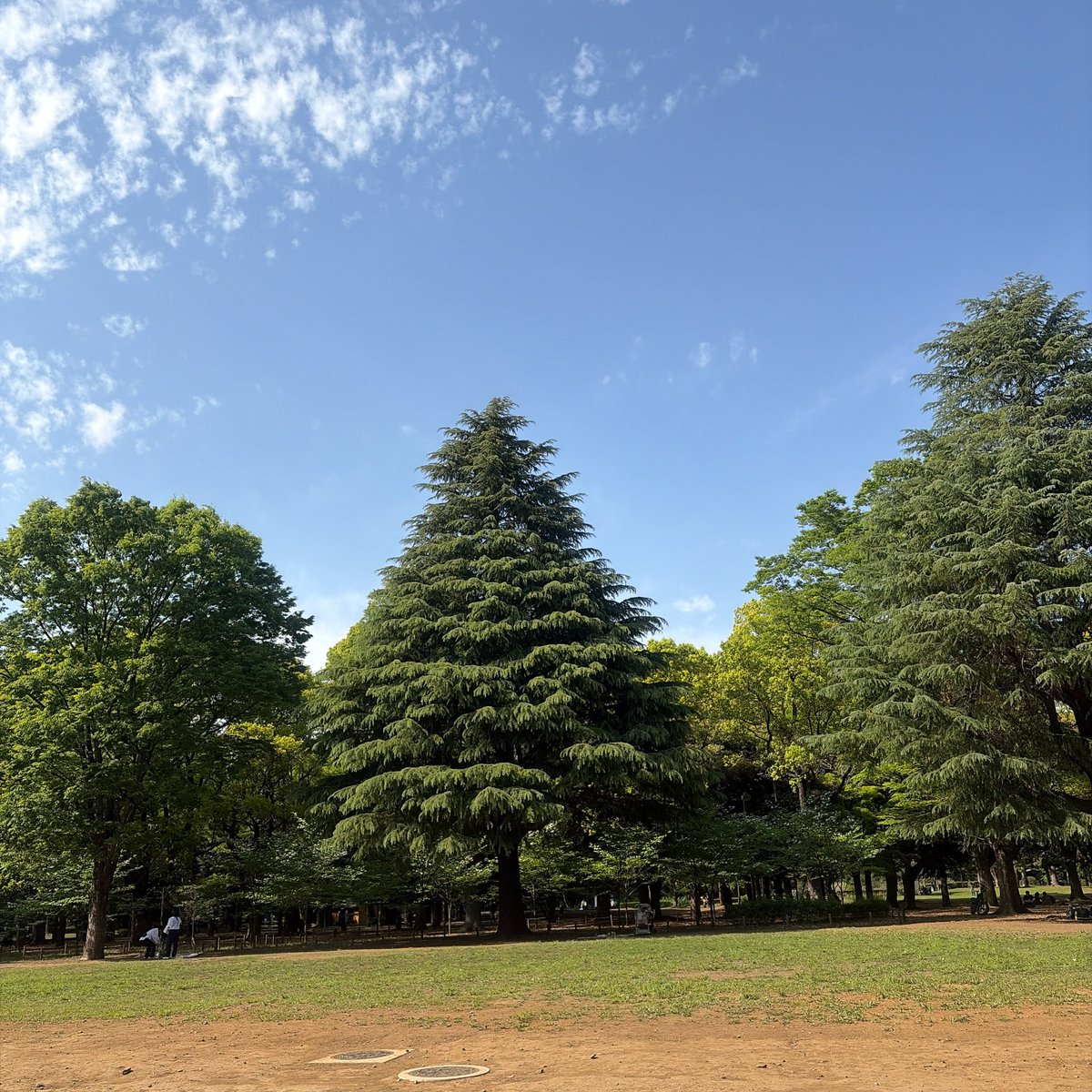 切り株ベンチかな
と思ったら、石がたくさん詰まってた
ちゃんと見ないと分からないものだね
代々木公園、いい気持ち