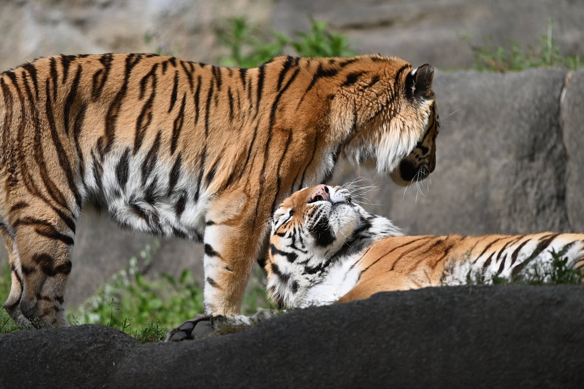 uber_tiger～トラネコとライオンネコ～ tweet media