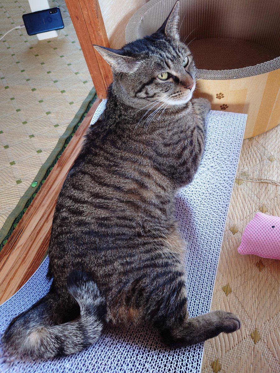 さ　ねこ tweet media