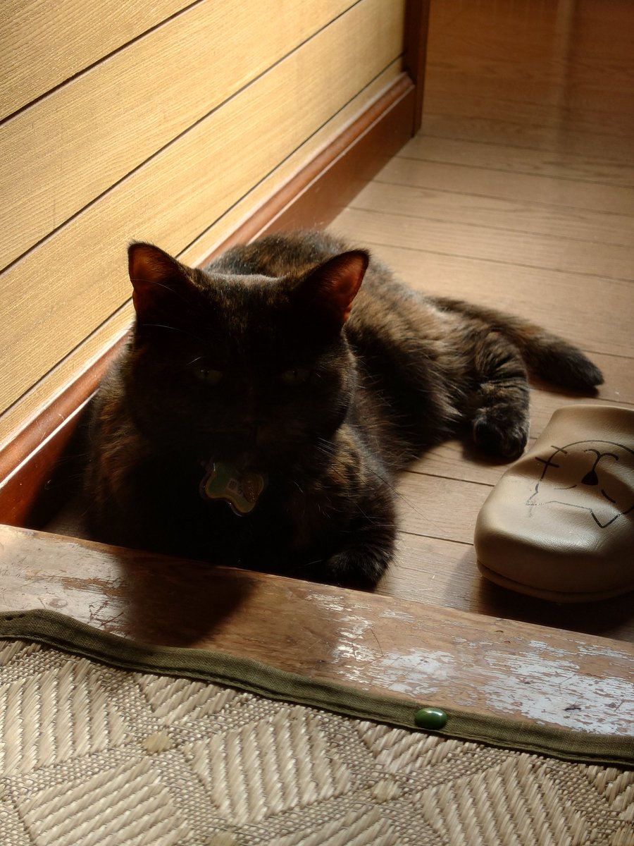 さ　ねこ tweet media