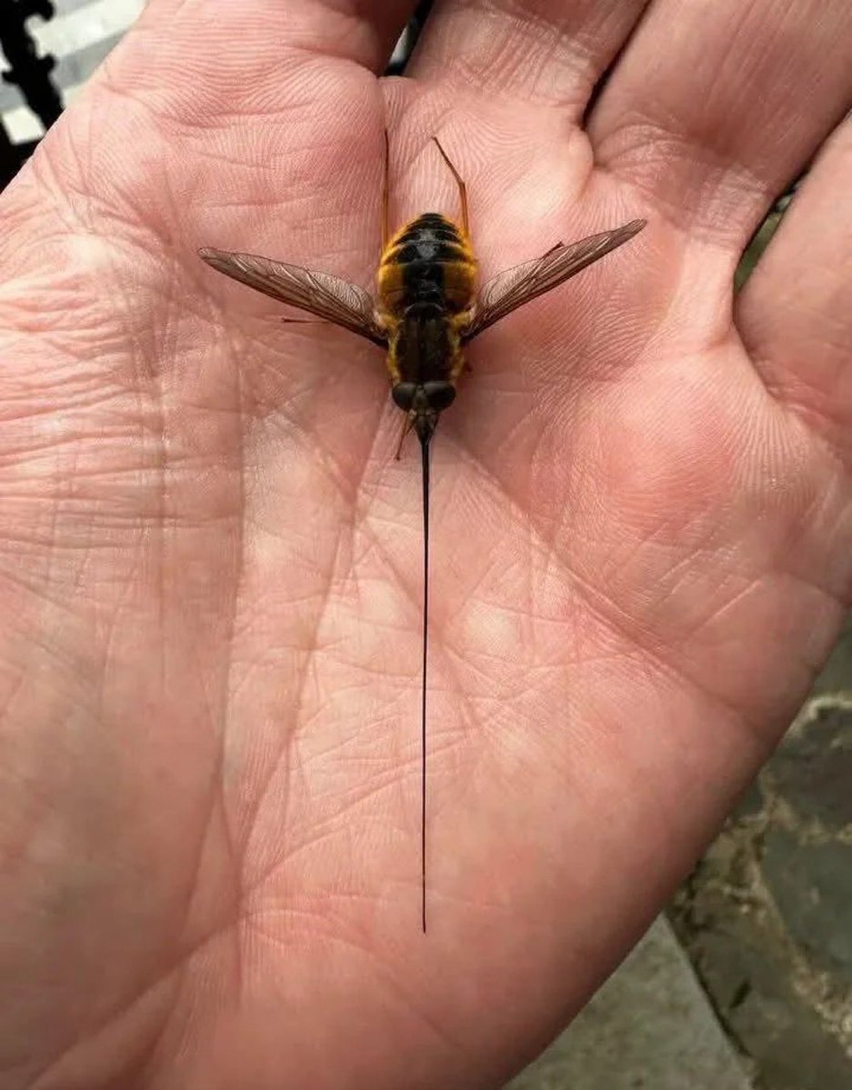 pulpo404 tweet media