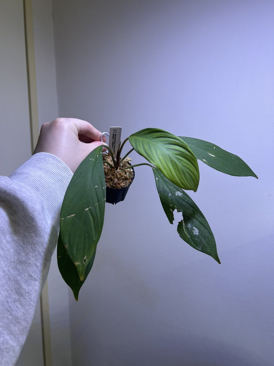 Avi Plants (アヴィプランツ) tweet media