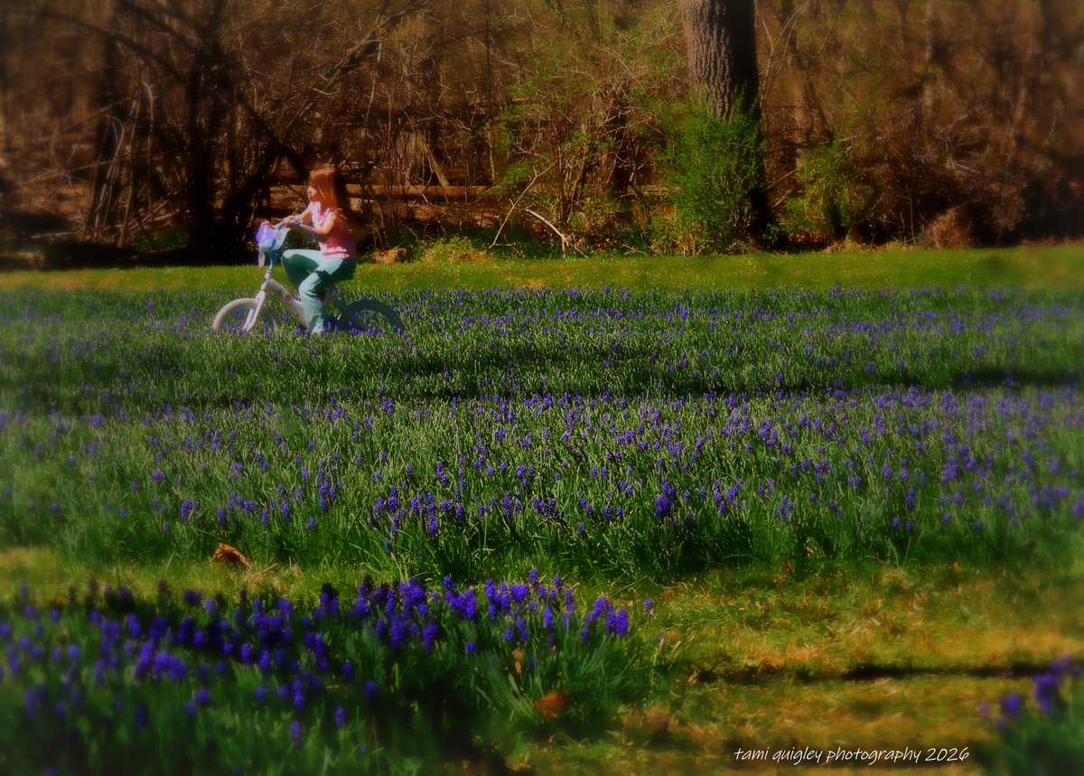 tamitrailscapes's tweet image. Trailscapes ... Fine Art Photography by Tami Quigley: Ridin' With The Bluebells ... trailscapes-tami.blogspot.com/2026/04/ridin-… #new #blogpost #BuyIntoArt  #bluebells #spring #April #childhoodmemories #photoart #lehighvalleyphotographer @visitPA #LehighValley @LehighValleyPA #LockRidgePark #art