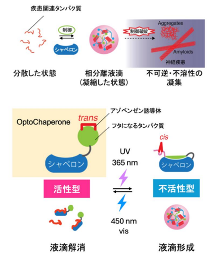 JST_info's tweet image. 〈プレスリリース〉光でたんぱく質の「凝縮」と「溶解」を自在に操る新技術を開発～ALSやアルツハイマー病などの治療法開発を加速する技術基盤～
jst.go.jp/pr/announce/20…
光照射によってたんぱく質液滴形成と解消を自在に操作できる「OptoChaperone」を開発しました。
#JST #FOREST #ASPIRE #SPRING