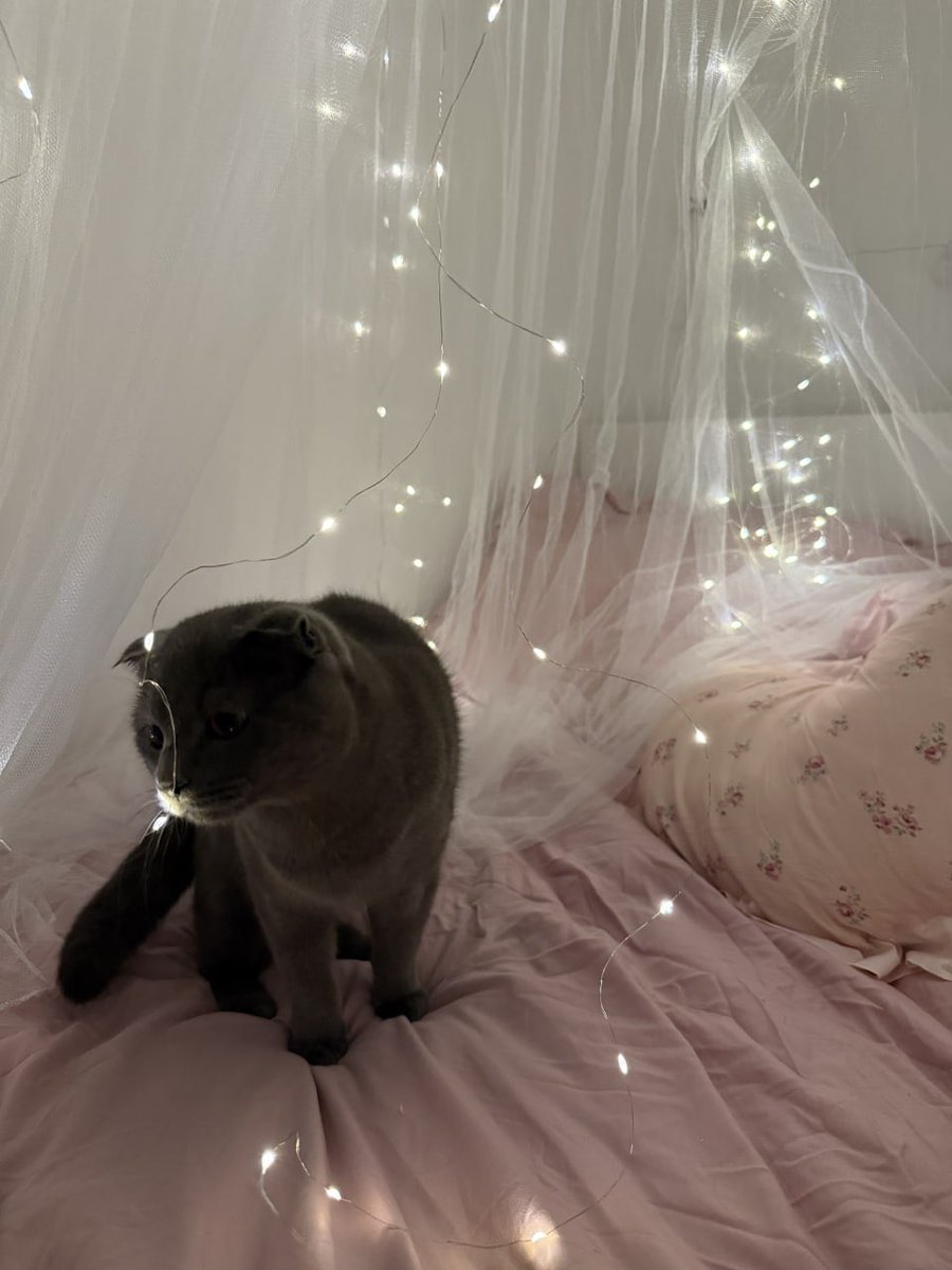 🧸 𝓐𝓭𝓮𝓵𝓪𝓲𝓭𝓮 🧸 tweet media