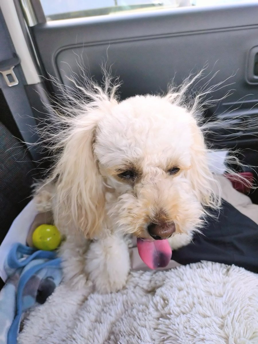 ３代目トイプーのビビ君🐶 時々ホワイトシュナウザーレオ君🌈 tweet media