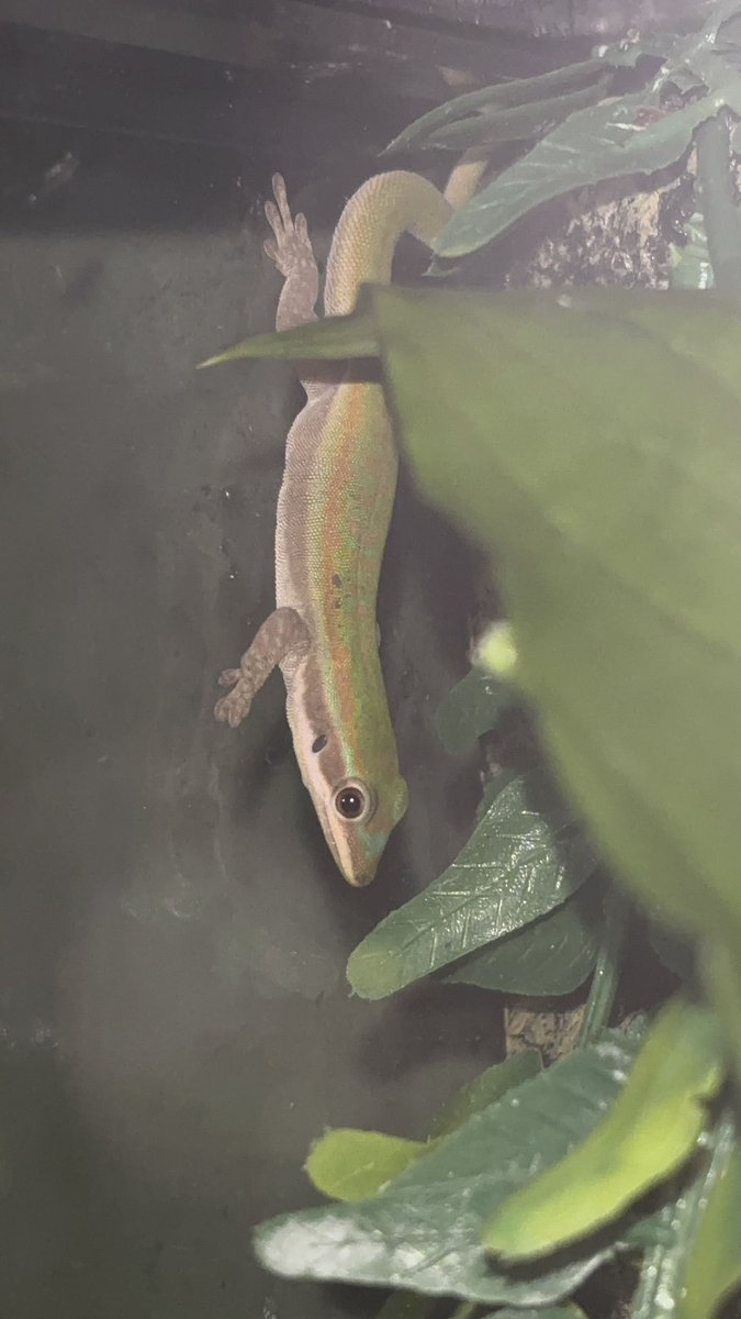 loresgeckos's tweet photo. Her colors have lightened up sm since I first got her! Last photo is from the day she arrived
#phelsuma #daygecko #bluetaileddaygecko #raregeckos https://t.co/KvosSb6Q3u
