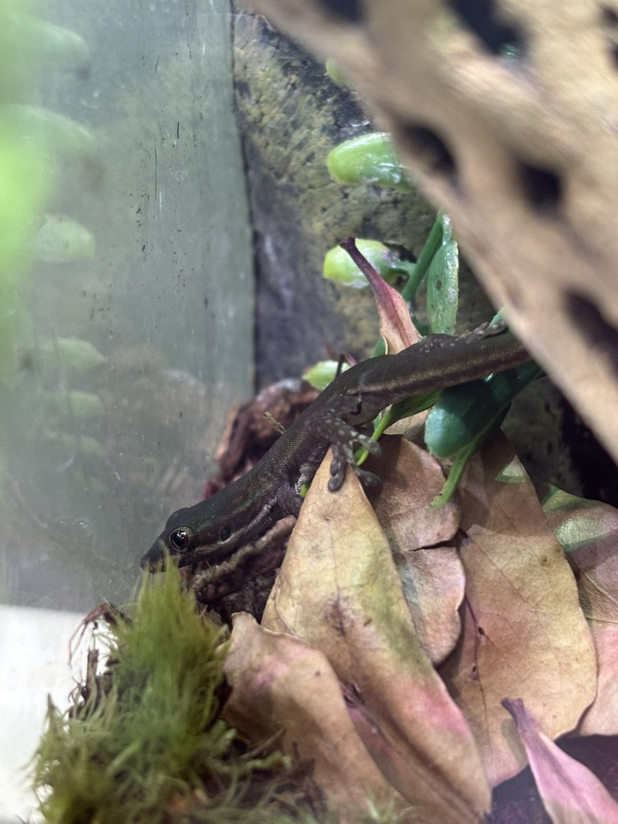 loresgeckos's tweet photo. Her colors have lightened up sm since I first got her! Last photo is from the day she arrived
#phelsuma #daygecko #bluetaileddaygecko #raregeckos https://t.co/KvosSb6Q3u