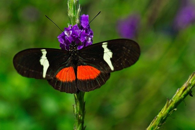 Alison Gefroh tweet media