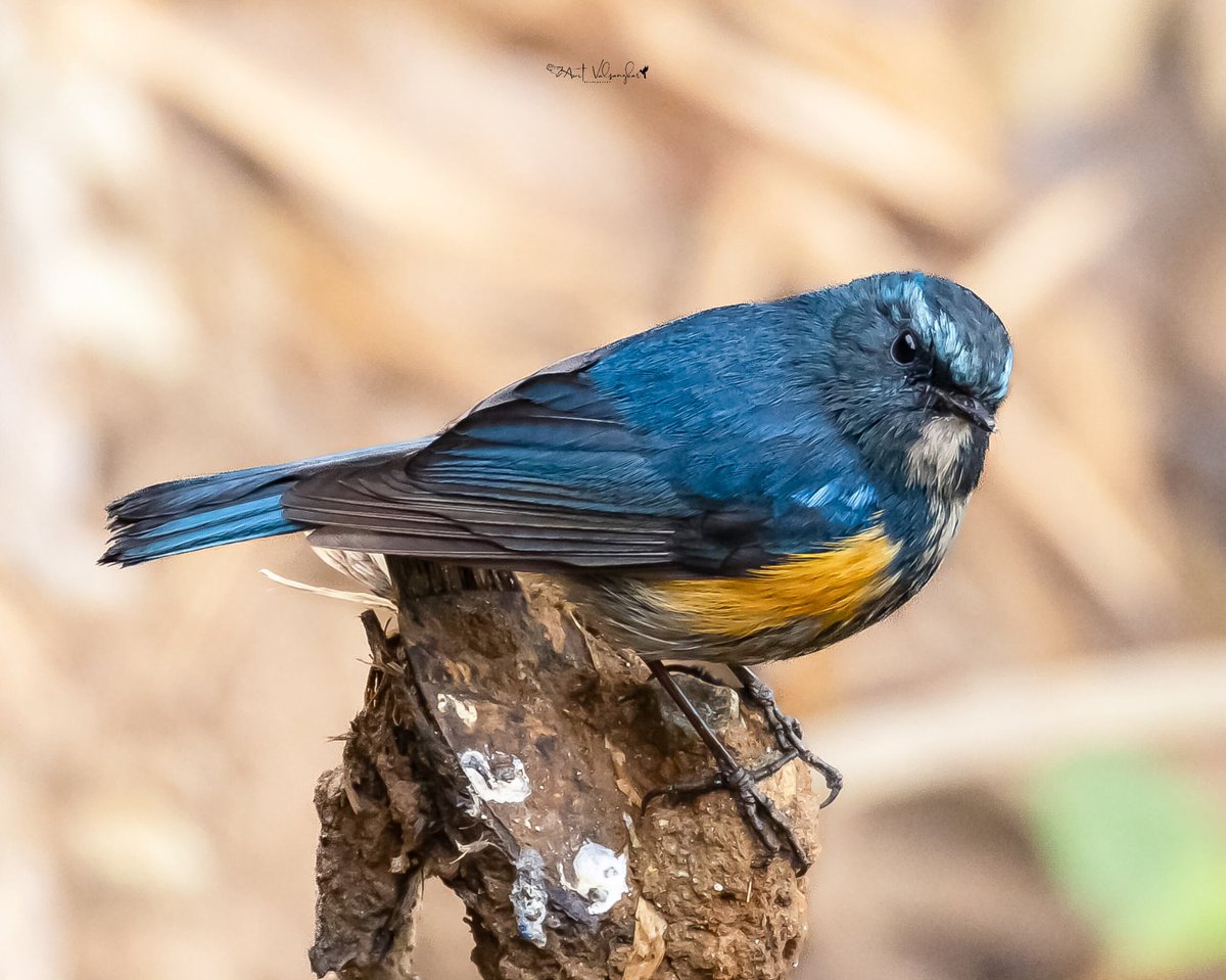amit_valsangkar's tweet image. Himalayan Bluetail #Colors #IndiAves #ThePhotoHour #birdphotography #BBCWildlifePOTD #NaturePhotography #birds @NatureIn_Focus @NatGeoIndia @NatureattheBest @SonyBBCEarth @WildlifeMag @WeNaturalists #BirdsSeenIn2026 #canon #BirdsOfTwitter @Canon_India #blue  @NatGeoAnimals #blues
