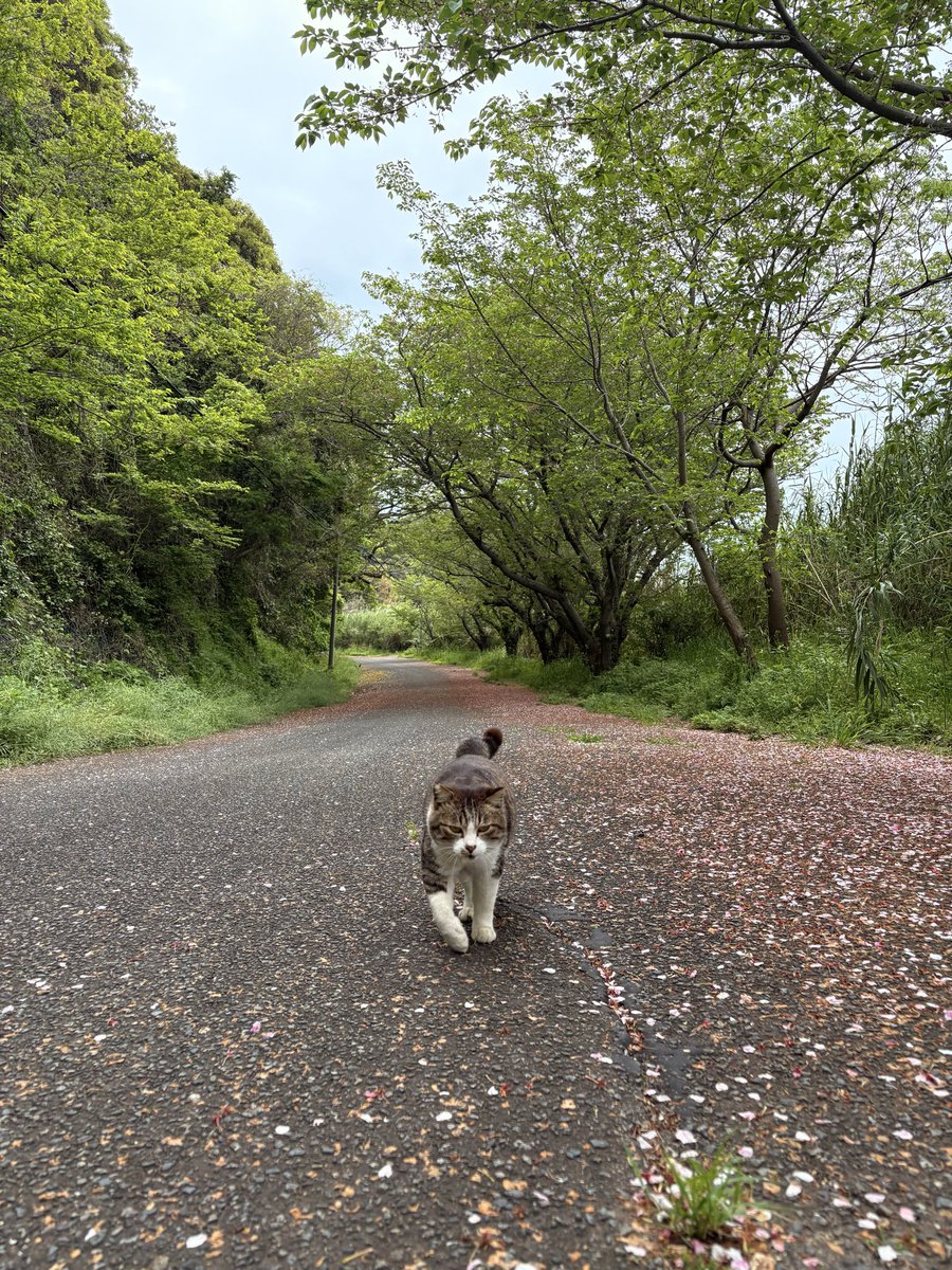 北村 聡  バンドネオン奏者 tweet media