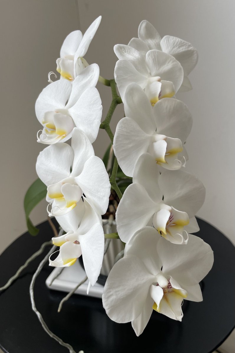 エミール＠心はパリ tweet media