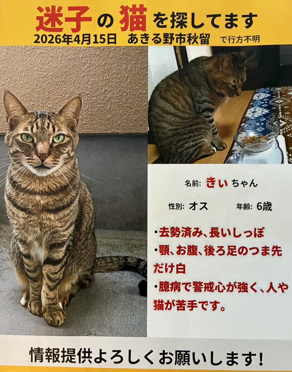 陽だまり猫の会－東京都あきる野市－ tweet media