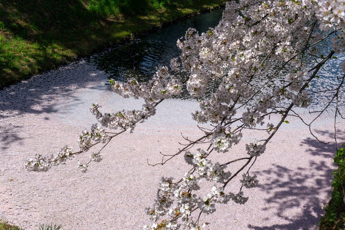 弘前公園 tweet media