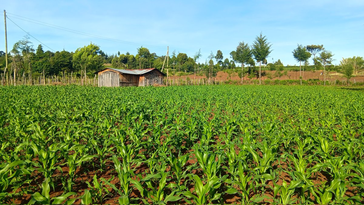 ckiprono_'s tweet photo. The maize was planted seven weeks ago (Batch 6213). It is now time for weeding.
African Business 🌱 🌾 🚜 https://t.co/k47idvs5QT