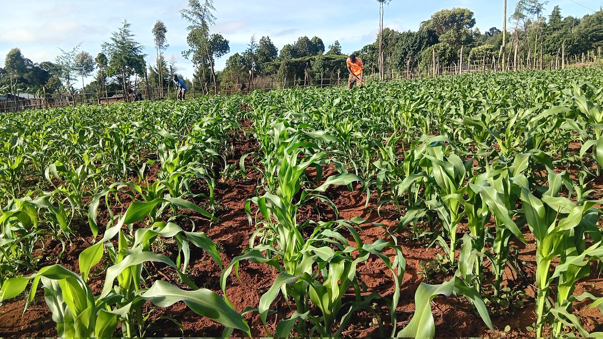 ckiprono_'s tweet photo. The maize was planted seven weeks ago (Batch 6213). It is now time for weeding.
African Business 🌱 🌾 🚜 https://t.co/k47idvs5QT