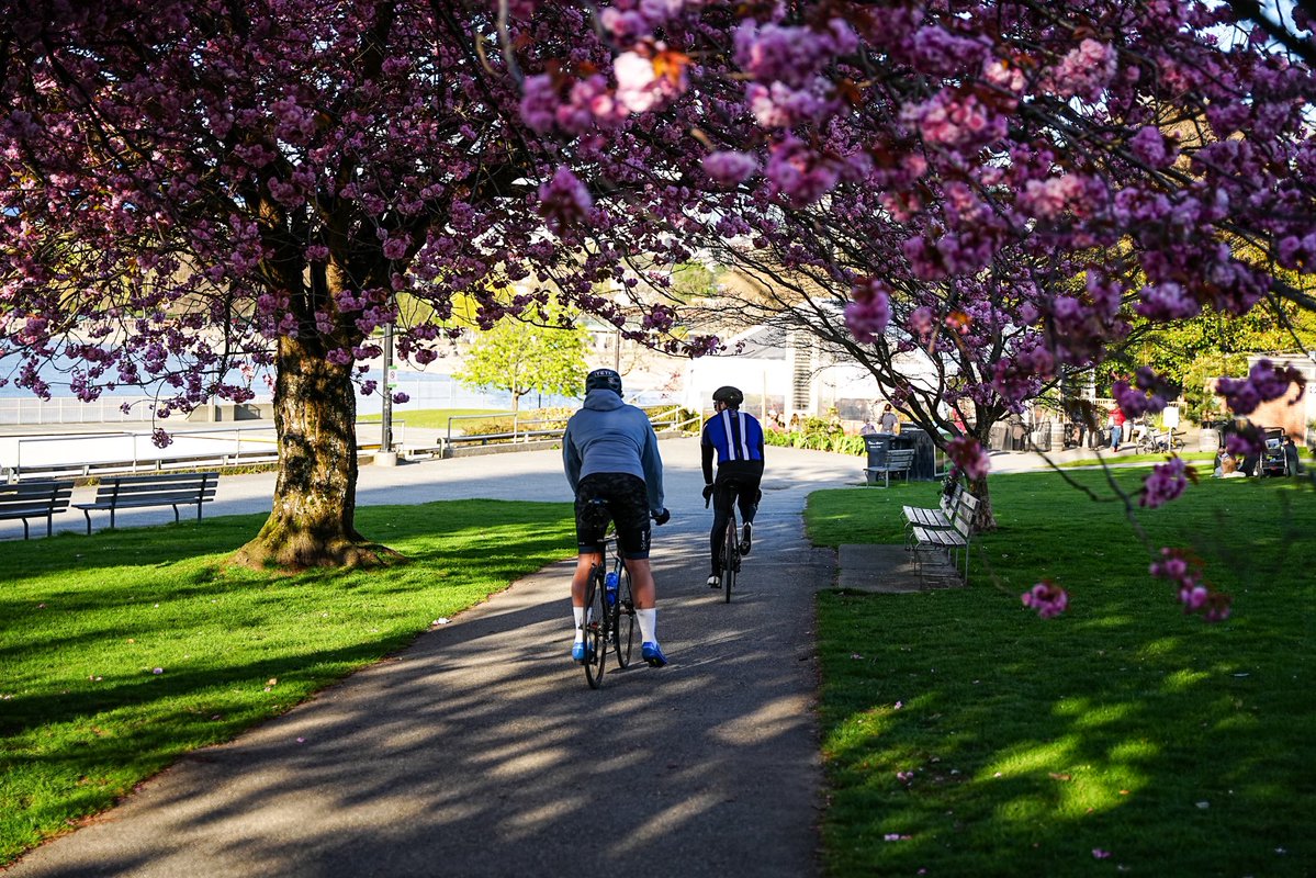 SkykidLan's tweet image. 4.19 今天Canada goose 妈妈依然安稳地待在窝里。头顶的树枝上有一只苍鹭，但似乎没影响鹅的情绪。一切都在慢慢进行着。
#Vancouver