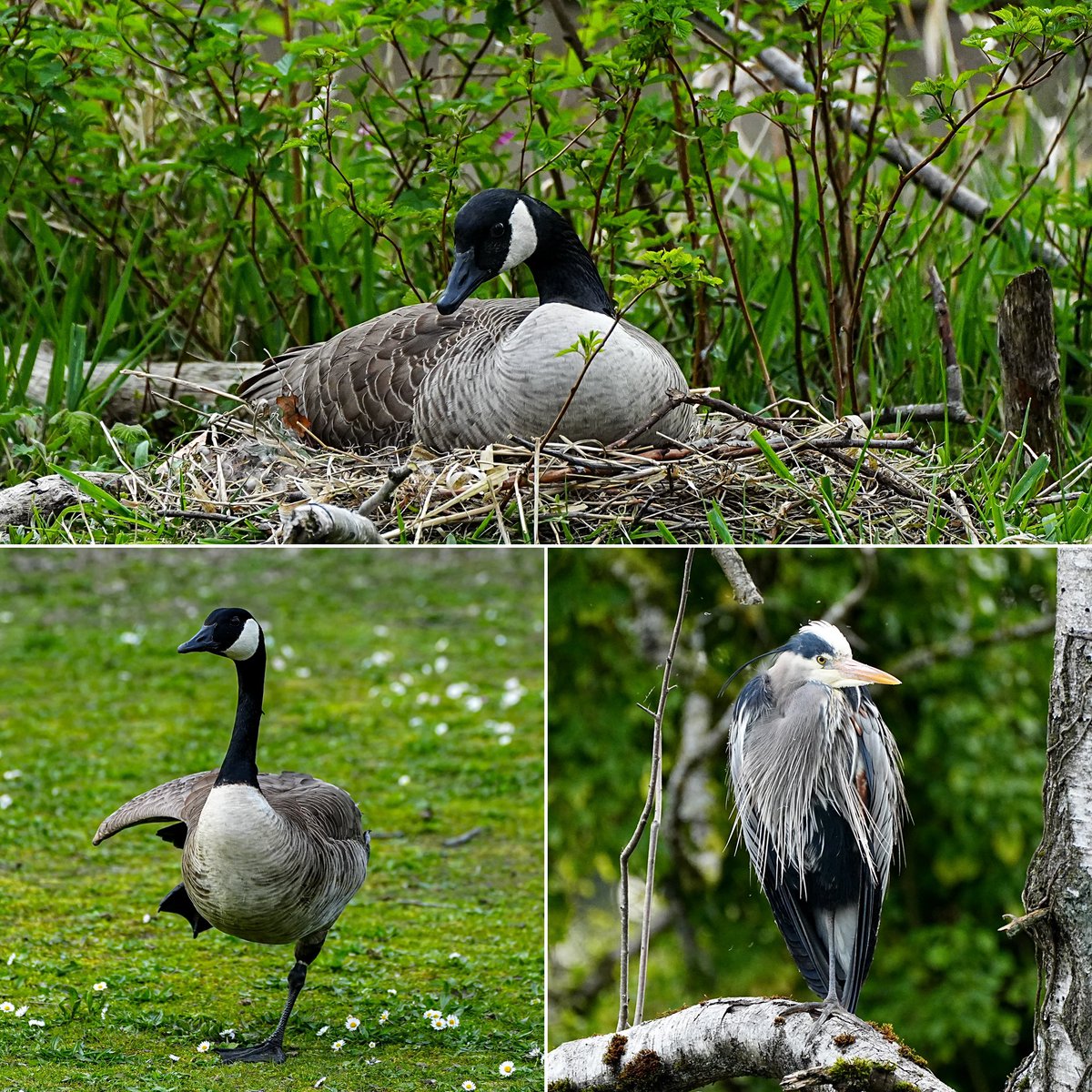 SkykidLan's tweet image. 4.19 今天Canada goose 妈妈依然安稳地待在窝里。头顶的树枝上有一只苍鹭，但似乎没影响鹅的情绪。一切都在慢慢进行着。
#Vancouver