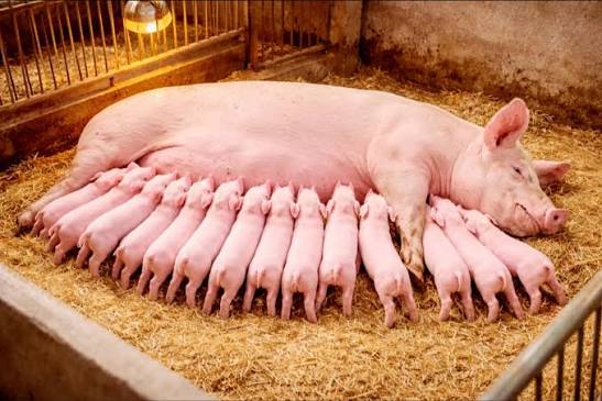 Juma Wickama tweet media