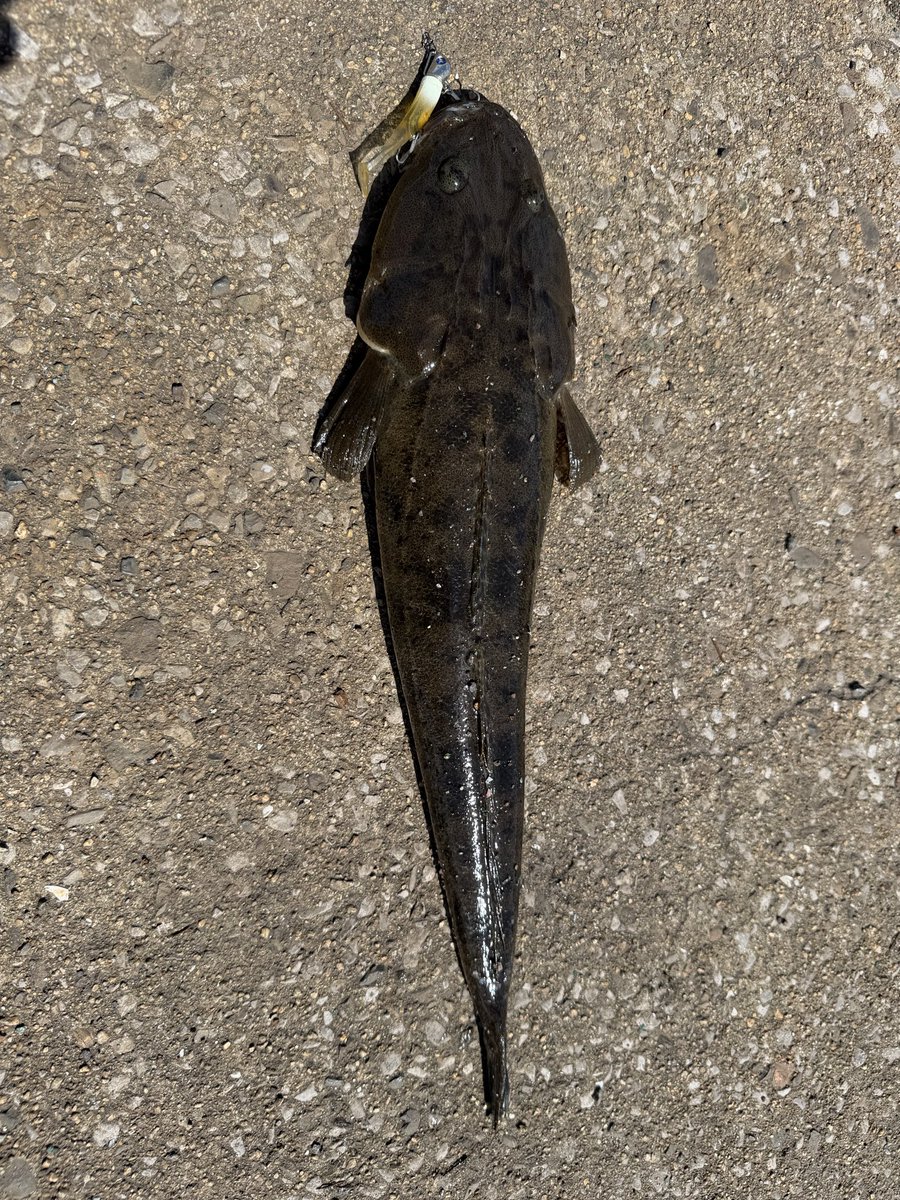 六花@九州サーフ・シーバス🎣たまにアジング♬ tweet media