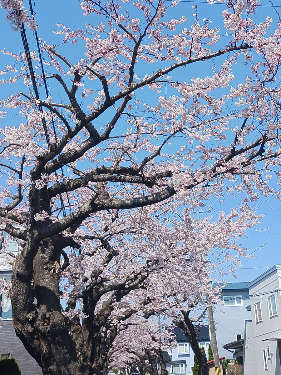 palais0720's tweet photo. こんにちは☀
函館の桜😍桜が咲きました🌸🌸
やはり春の桜は綺麗ですな🐴
左の写真は五稜郭公園✨#五稜郭公園
真ん中、右側の写真は桜ヶ丘通りです
天気も良いし花見でもいかがですか？
パレでお待ちしております🥰
え？パレ花見関係ないって！？
え〰️！いつでもお待ちしております🌸🤣#函館ホテルパレ https://t.co/2jVCKpR9k5