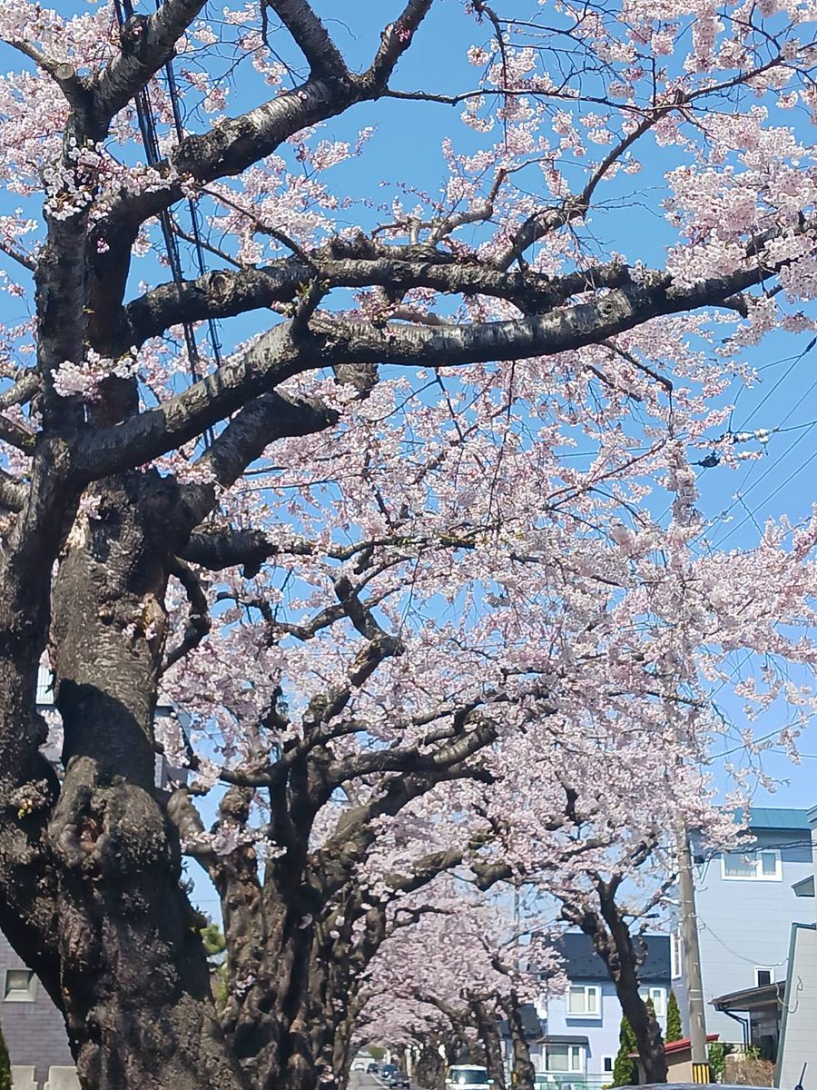 palais0720's tweet photo. こんにちは☀
函館の桜😍桜が咲きました🌸🌸
やはり春の桜は綺麗ですな🐴
左の写真は五稜郭公園✨#五稜郭公園
真ん中、右側の写真は桜ヶ丘通りです
天気も良いし花見でもいかがですか？
パレでお待ちしております🥰
え？パレ花見関係ないって！？
え〰️！いつでもお待ちしております🌸🤣#函館ホテルパレ https://t.co/2jVCKpR9k5