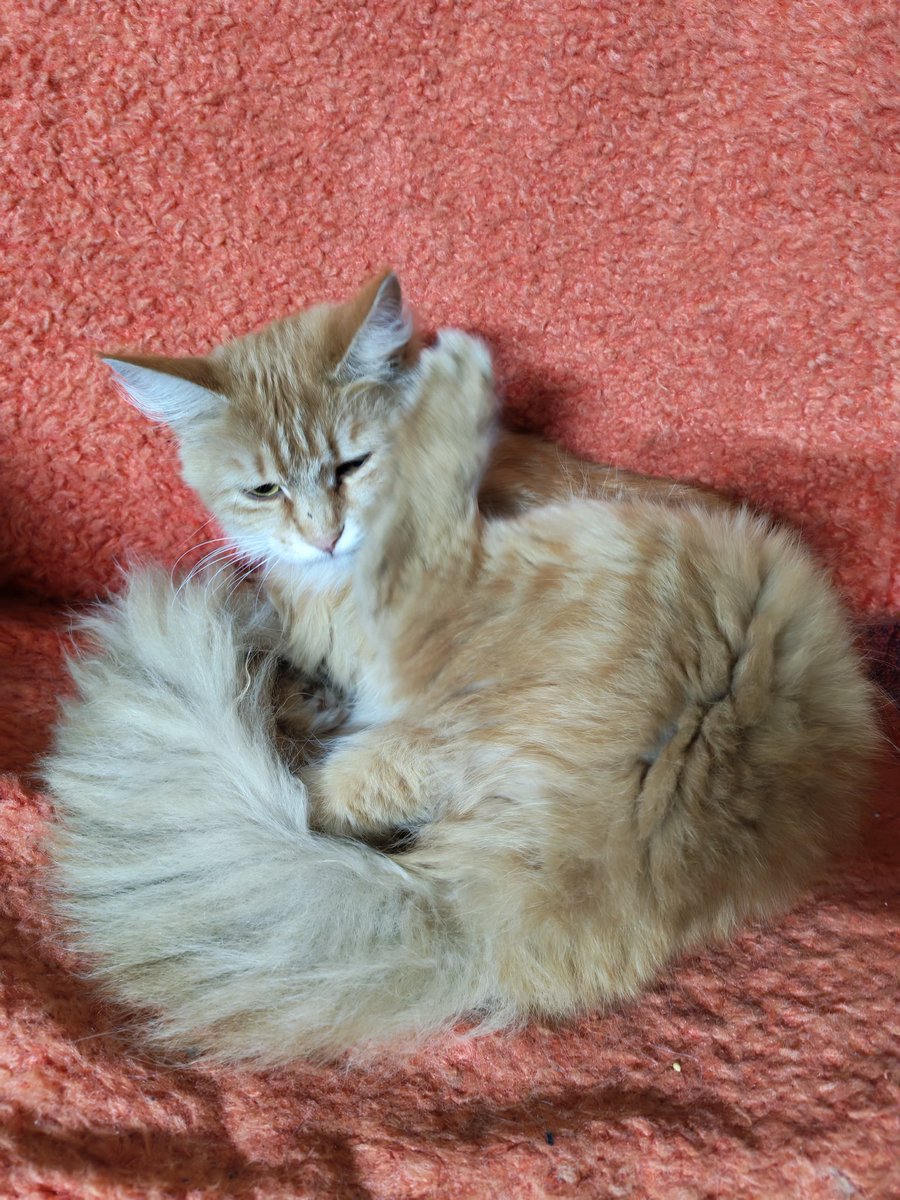 Рин крысиная королева🐀🐝🍤 tweet media