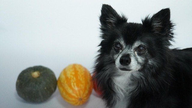 Zaploeks Needham tweet media