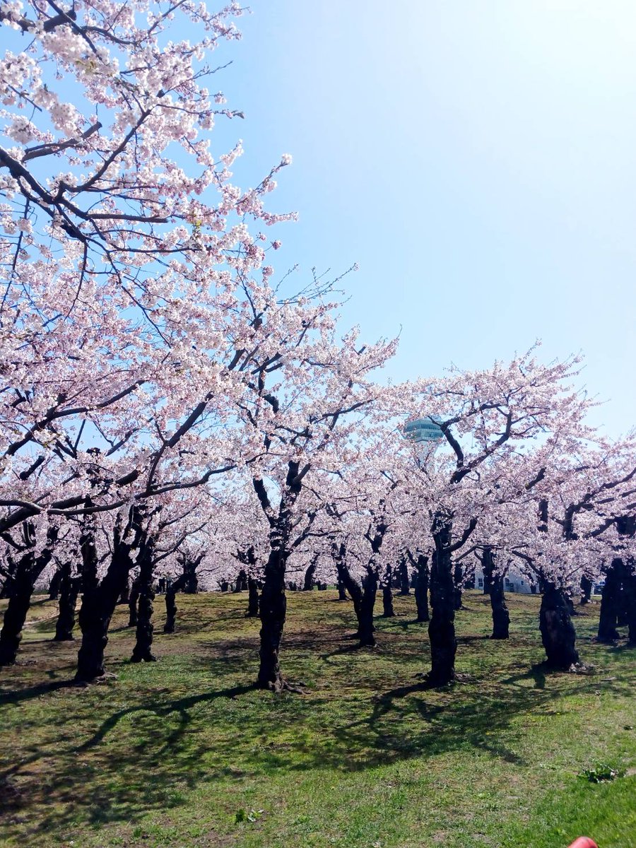 palais0720's tweet photo. こんにちは☀
函館の桜😍桜が咲きました🌸🌸
やはり春の桜は綺麗ですな🐴
左の写真は五稜郭公園✨#五稜郭公園
真ん中、右側の写真は桜ヶ丘通りです
天気も良いし花見でもいかがですか？
パレでお待ちしております🥰
え？パレ花見関係ないって！？
え〰️！いつでもお待ちしております🌸🤣#函館ホテルパレ https://t.co/2jVCKpR9k5