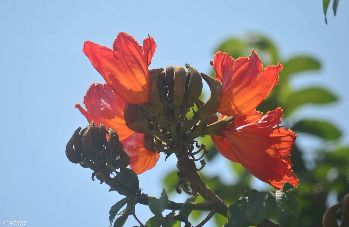 Narendr51543168's tweet image. Spathodea campanulata रगतूरा
#flowers #plants #trees #Nature