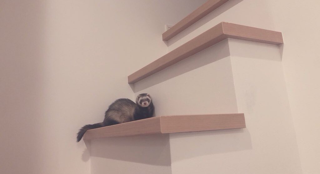 鈴木信子 tweet media